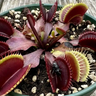 Venus Flytrap ‘Maroon Monster’ with deep maroon carnivorous traps and pronounced teeth, nursery propagated.