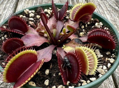 Venus Flytrap ‘Maroon Monster’ with deep maroon carnivorous traps and pronounced teeth, nursery propagated.