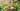 Potted carnivorous plant with succulents and ferns in a garden setting