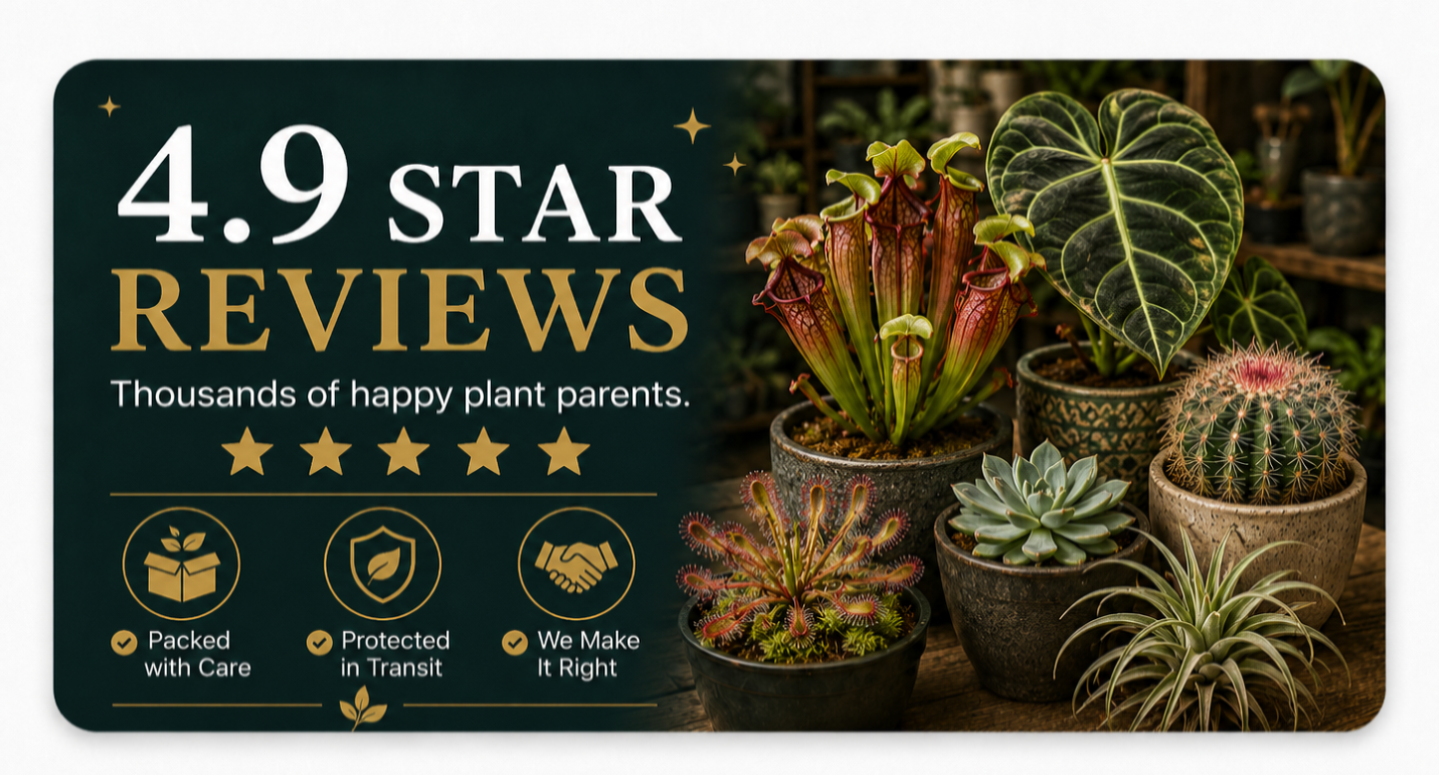 Promotional graphic for plant delivery service with 4.9 star reviews and images of potted plants.
