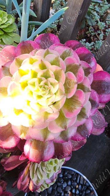 🖤✨ Zwartkin Variegated Aeonium Cutting – The Dark &amp; Mysterious Showstopper! ✨🖤 - Wild Wonders Oasis