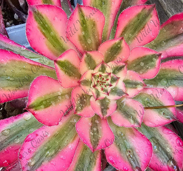 Zwartkin Variegated Aeonium succulent cutting with dark burgundy and variegated gold green rosettes