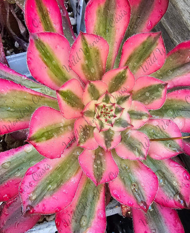Zwartkin Variegated Aeonium succulent cutting with dark burgundy and variegated gold green rosettes