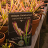 Digital guide cover showing vibrant Drosera sundew plants for carnivorous plant care and growing tips