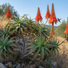 aloe arborescens