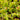 Close-up of Venus Flytrap ‘Chinese Dumpling’ with rounded dumpling-shaped traps catching insects