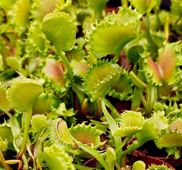 Close-up of Venus Flytrap ‘Chinese Dumpling’ with rounded dumpling-shaped traps catching insects
