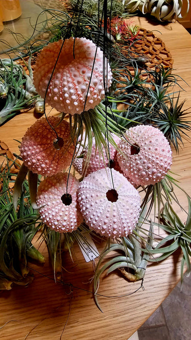 Hanging Jellyfish Air Plant in pink and white seashell with cascading tillandsia leaves
