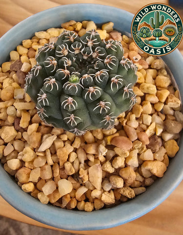 Gymnocalycium quehlianum – Chin Cactus with Blush Blooms 🍬🌵