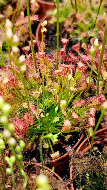 Drosera intermedia – Spoonleaf Sundew, Cold Hardy Live Carnivorous Bog Plant (Bare Root)
