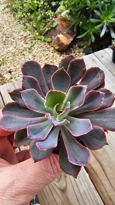 Echeveria ‘Neon Breaker’ - 4" Electric Showstopper