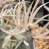 Paper Spine Cactus with flat, papery spines and sculptural jointed segments in a pot