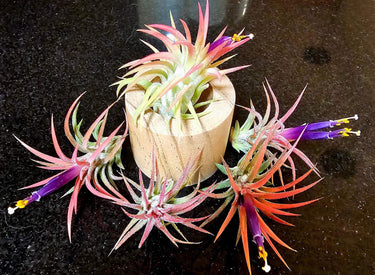 Tillandsia ionantha Rubra jellyfish air plant with red and purple hues