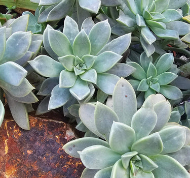 Three Graptopetalum paraguayense ghost plant succulent cuttings with pastel rosette leaves