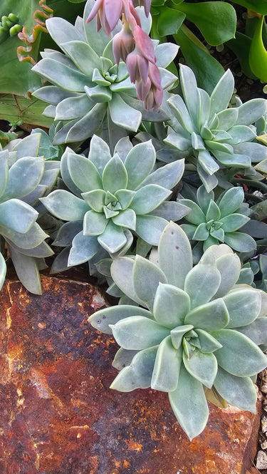 Three Graptopetalum paraguayense ghost plant succulent cuttings with pastel rosette leaves