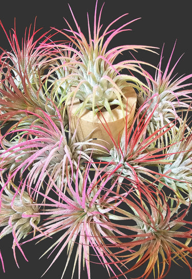 Tillandsia ionantha air plant with red and pink hues and purple blooms, compact and soil-free jellyfish air plant