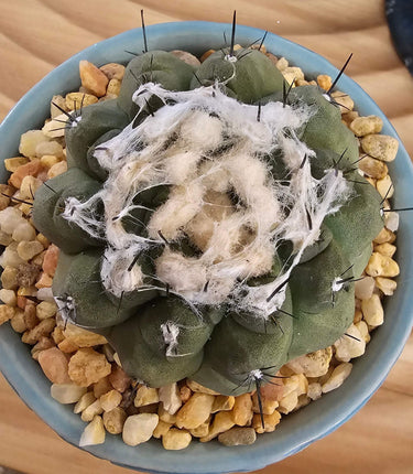Copiapoa hypogaea Barquitensis silver-gray rounded succulent cactus with dark spines and matte finish