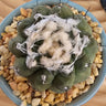 Copiapoa hypogaea Barquitensis silver-gray rounded succulent cactus with dark spines and matte finish