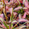 Drosera capensis Mini Red carnivorous sundew with deep crimson sticky tentacles close-up