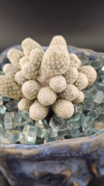 Mammillaria humboldtii mature cactus with pink flower crown and soft white spines