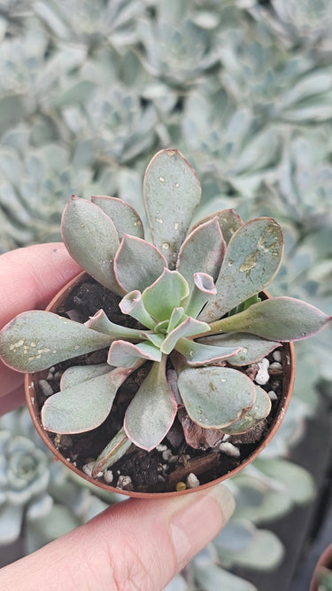 Echeveria Pink Trumpet - 2" Whimsical Wonder