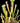 Two potted carnivorous plants with long, thin leaves on a dark background