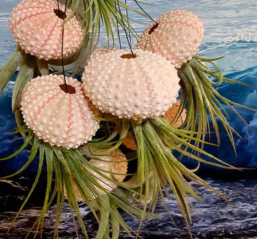 Jellyfish Air Plant hanging in pink and white seashell with cascading Tillandsia tentacles
