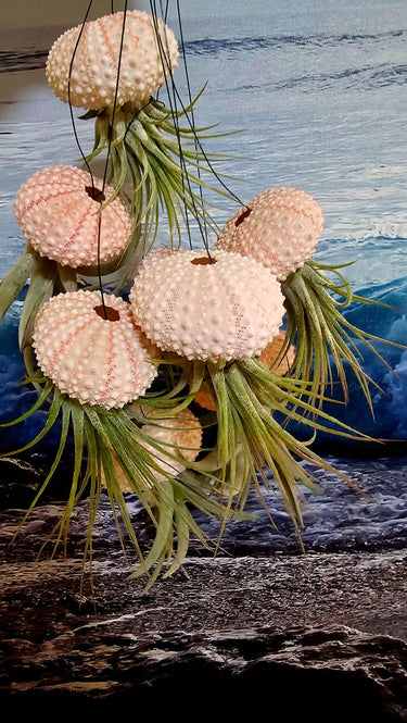 Jellyfish Air Plant hanging in pink and white seashell with cascading Tillandsia tentacles