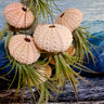Jellyfish Air Plant hanging in pink and white seashell with cascading Tillandsia tentacles