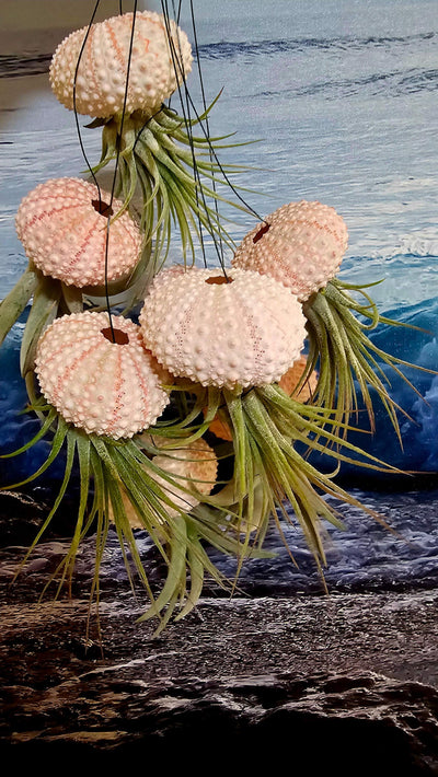 Jellyfish Air Plant hanging in pink and white seashell with cascading Tillandsia tentacles