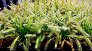 Gnat Slayer Starter Pack with Venus Flytrap and Drosera alba carnivorous plants and digital care guides for fungus gnat control