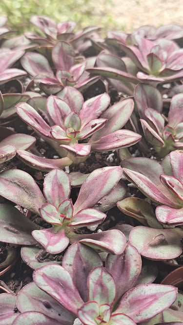 Echeveria ‘Benitukasa’ - 2" airbrushed by a cloud and kissed by a sunset