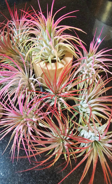 Tillandsia ionantha Jellyfish Air Plant with red and pink hues and purple blooms on silvery-green leaves