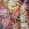 Tillandsia ionantha Jellyfish Air Plant with red and pink hues and purple blooms on silvery-green leaves