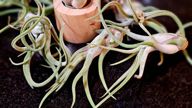 Tillandsia caput-medusae jellyfish air plant with twisting silvery-green leaves and red bracts topped by purple flowers
