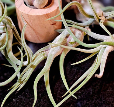Tillandsia caput-medusae jellyfish air plant with twisting silvery-green leaves and red bracts topped by purple flowers