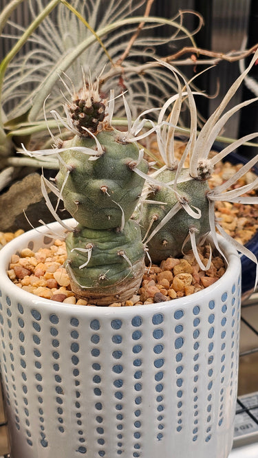 Paper Spine Cactus with flat, papery spines and segmented jointed growth