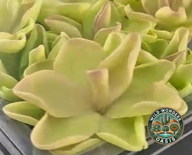 Pinguicula ‘Pirouette’ pastel butterwort with pink ballet-soft blooms and succulent green leaves