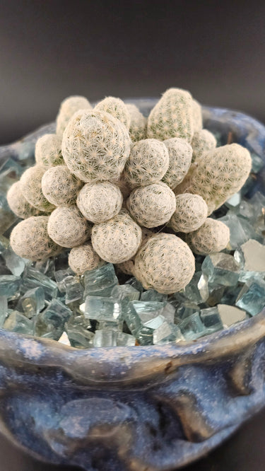 Mammillaria humboldtii (Mature) – Pink-Crowned Jewel Cactus 🌸🌵