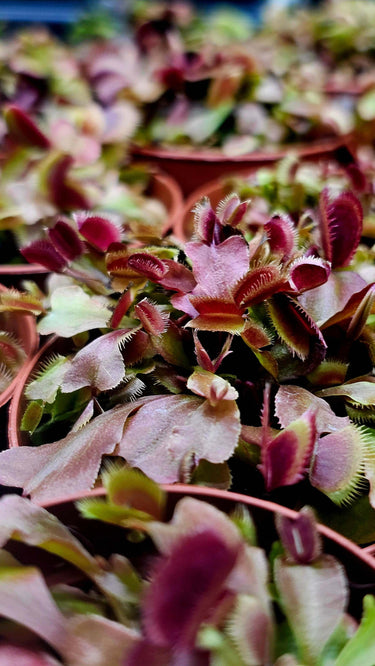 Venus Flytrap 'Red Piranha' – Dionaea muscipula, Ed Reed Sawtooth Cultivar, Live Carnivorous Plant in 2" Pot