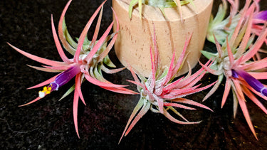 Jellyfish Air Plant Tillandsia ionantha Rubra with fiery red blush and purple flowers on silvery foliage