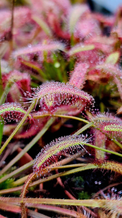 Close-up of Drosera capensis 'Mini Red' carnivorous sundew with deep crimson sticky tentacles
