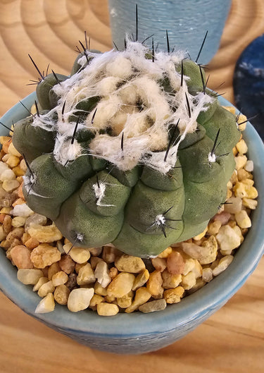 Copiapoa hypogaea barquitensis silver-gray compact cactus with dark spines and matte finish