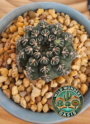 Gymnocalycium quehlianum cactus with rounded ribs and delicate pale pink flowers