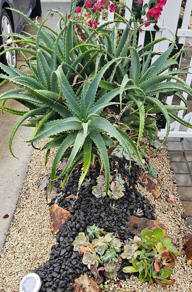 Aloe Arborescens cutting with fiery red-orange flowers and spiky succulent leaves