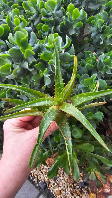 Aloe dorotheae Sunset Aloe cutting with fiery orange and red color-changing leaves