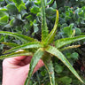 Aloe dorotheae Sunset Aloe cutting with fiery color-changing triangular leaves