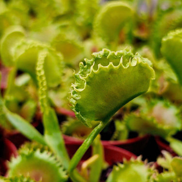 Venus Flytrap Chinese Dumpling with rounded traps catching insects in a small pot