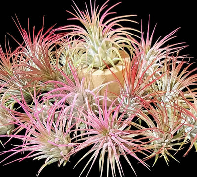 Tillandsia ionantha Jellyfish Air Plant with vibrant red and pink leaves and purple blooms