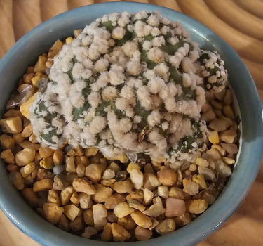 Astrophytum asterias ‘Hanazono’ spineless star cactus with white speckled patterning and star-shaped body